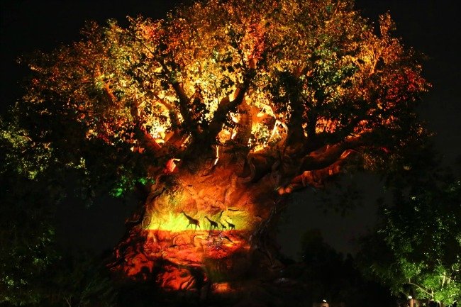 Disney's Animal Kingdom at Night