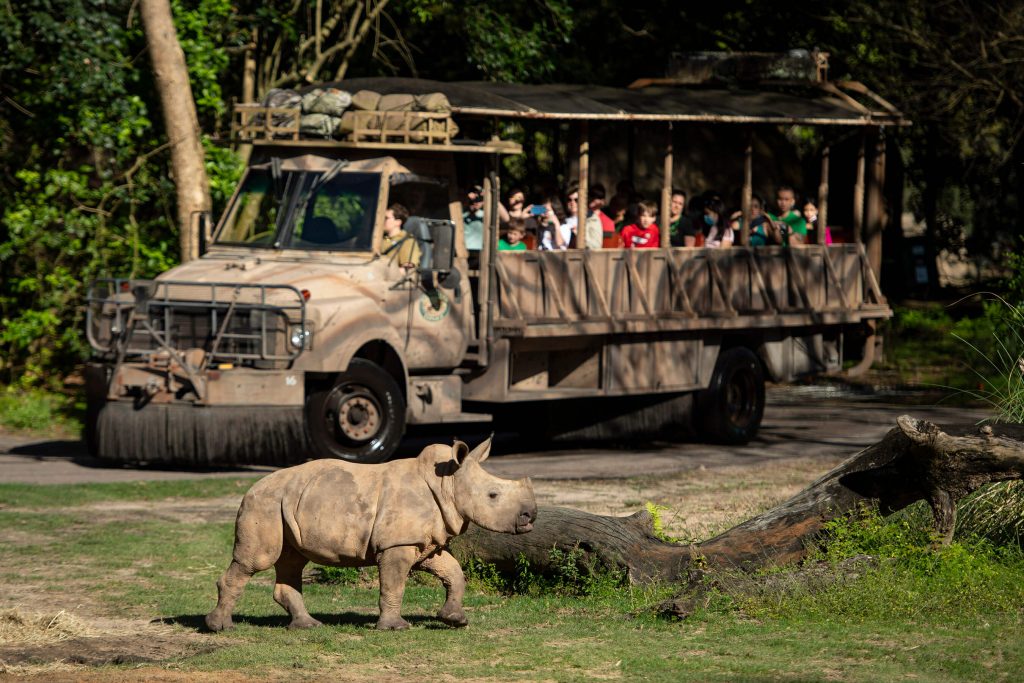 Kilimanjaro Safari for Earth Day at Disney's Animal Kingdom. 